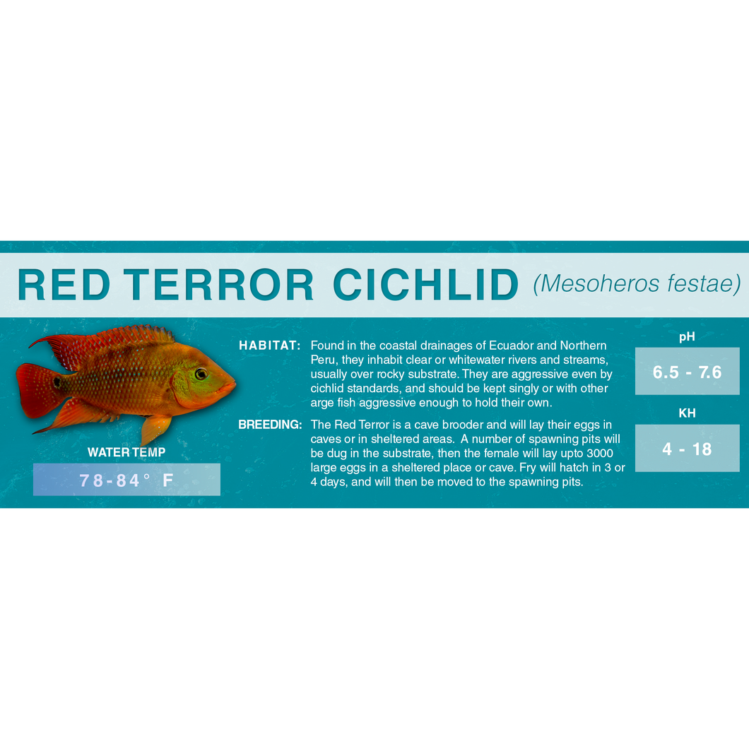 Red Terror Cichlid (Mesoheros festae) - Standard Aquarium Label