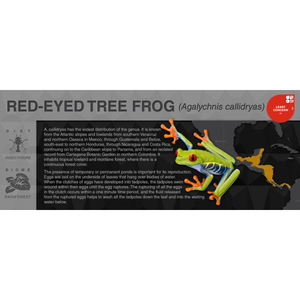 Red-Eyed Tree Frog (Agalychnis callidryas) - Black Series Vivarium Label