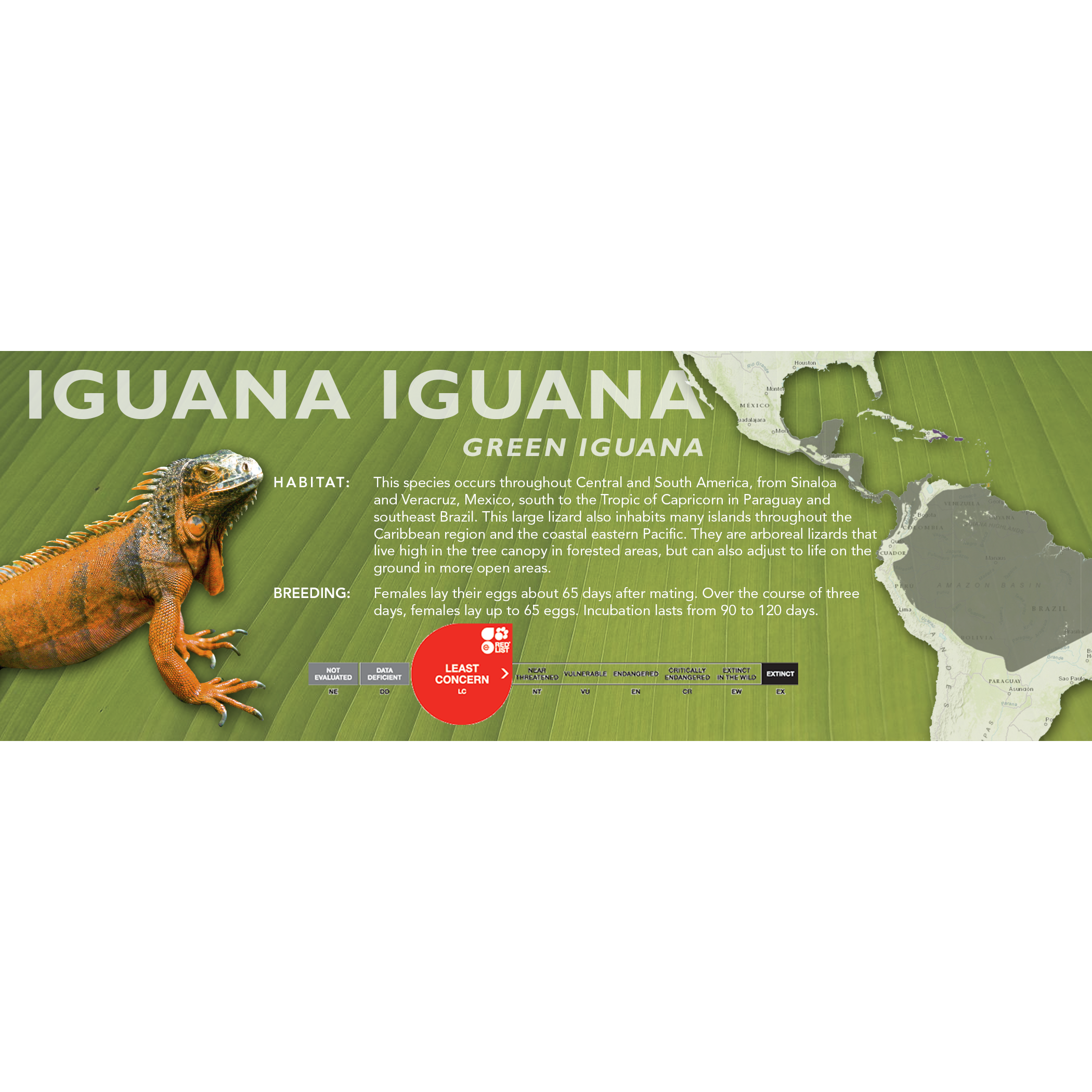 Green Iguana (Iguana iguana) Classic Vivarium Label β Cloud Forest Design