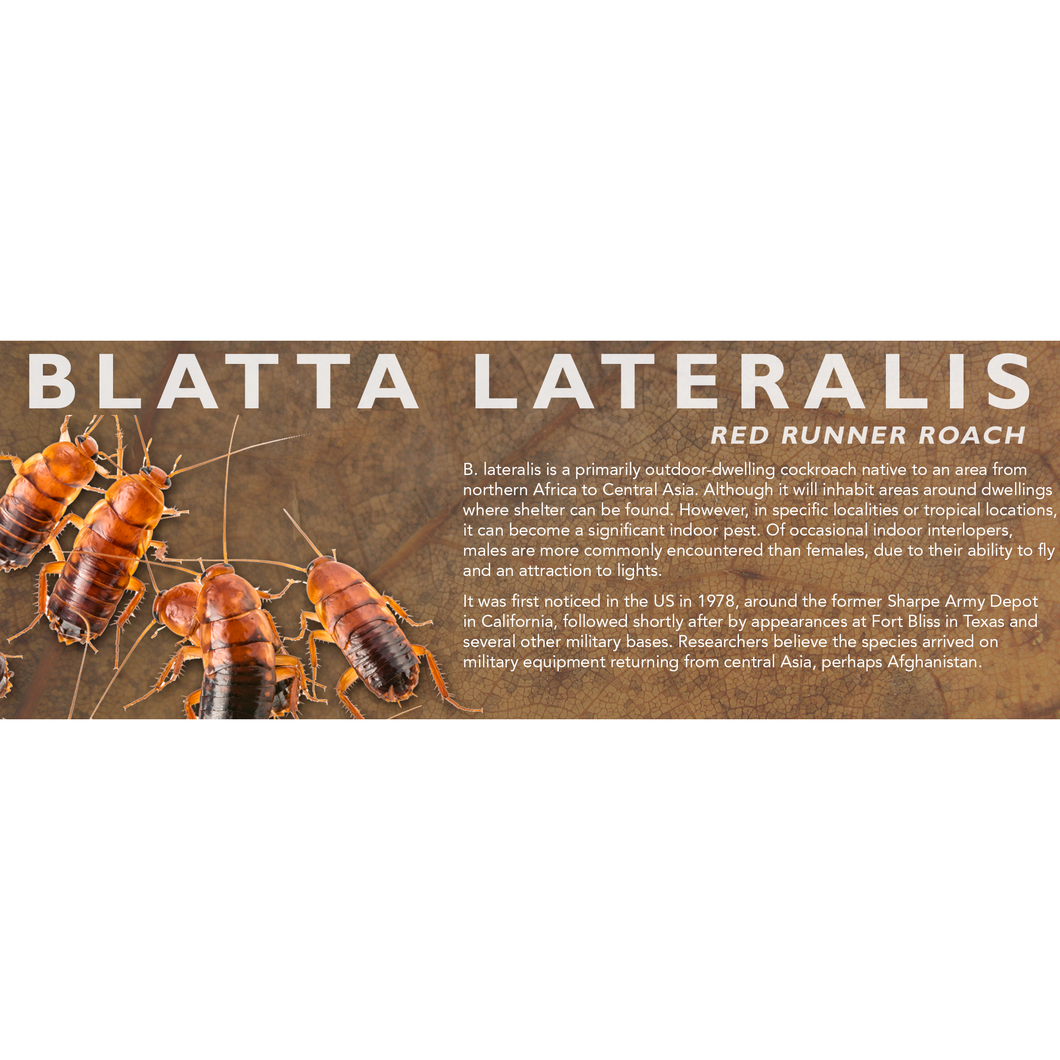 Blatta lateralis (Red Runner Roach) - Feeder Label