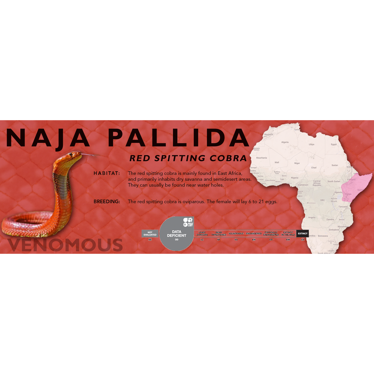 Red Spitting Cobra (Naja pallida) Standard Vivarium Label