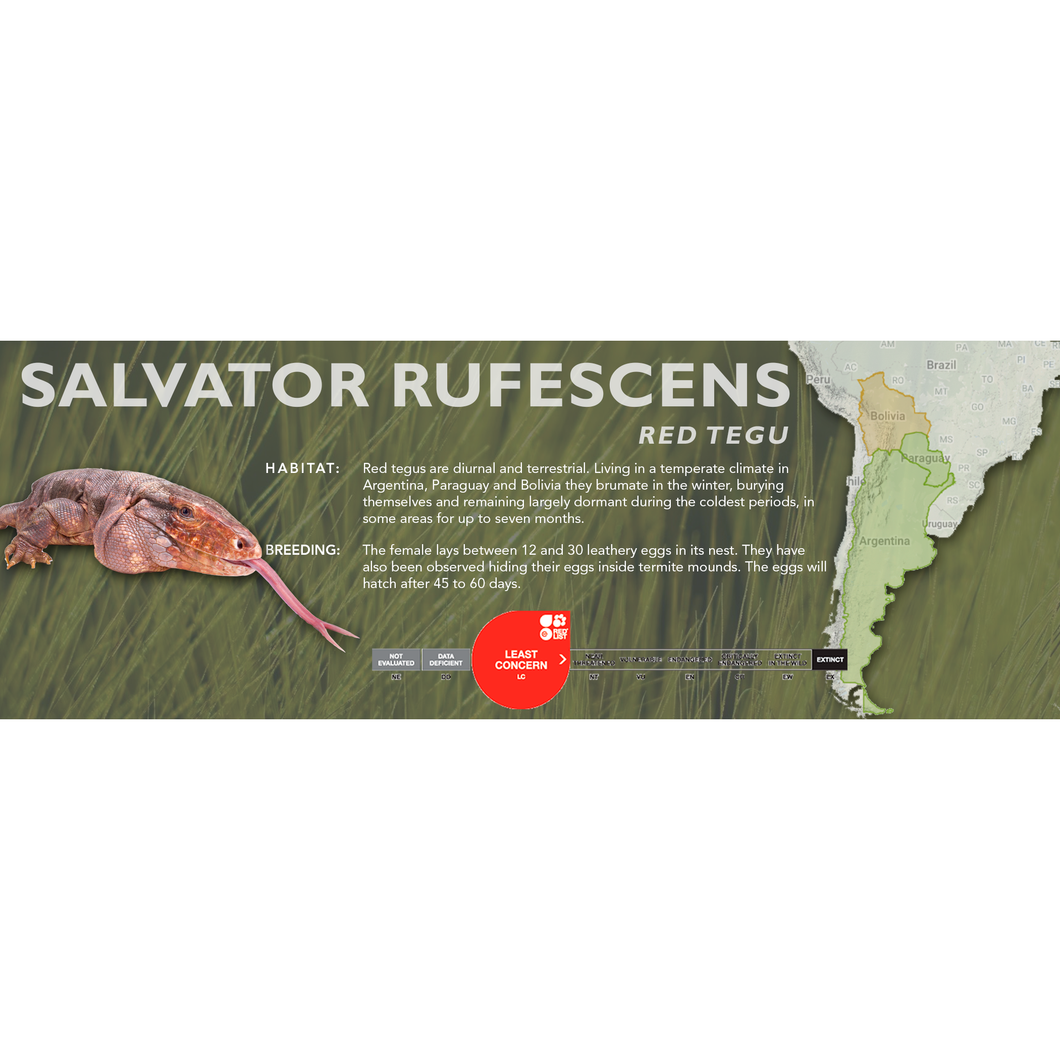Red Tegu (Salvator rufescens) Standard Vivarium Label