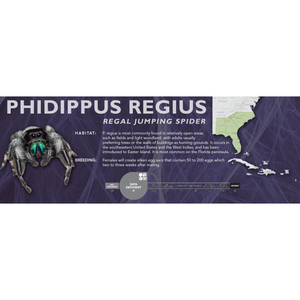 Regal Jumping Spider (Phidippus regius) - Standard Vivarium Label