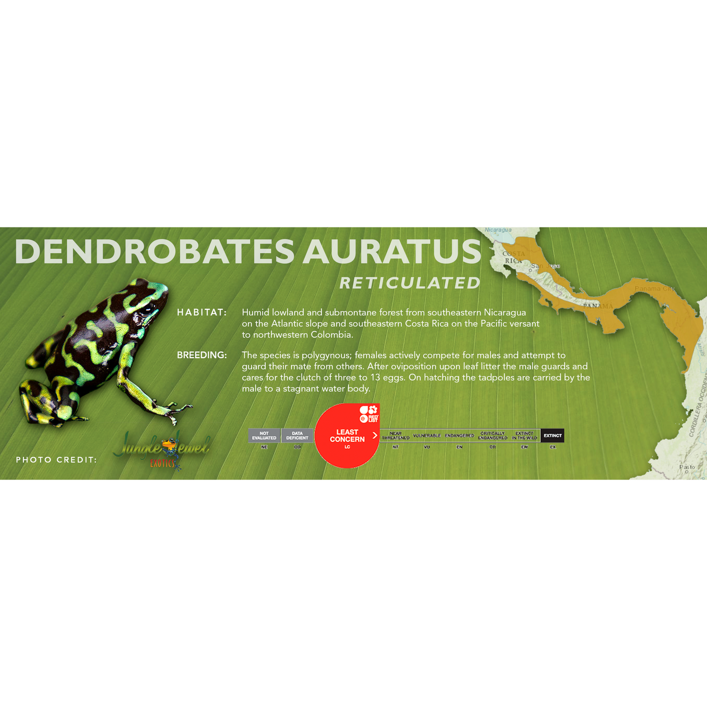 Dendrobates auratus - Classic Vivarium Label