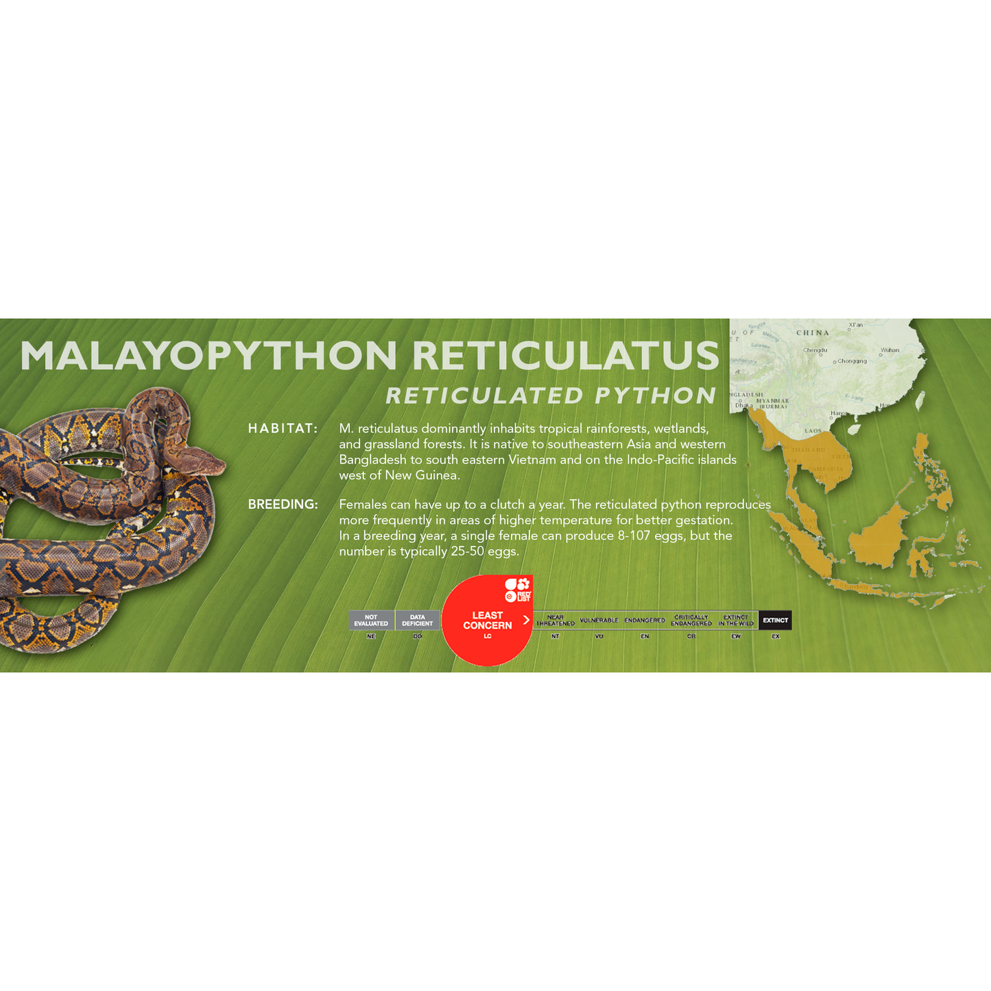 Reticulated Python (Malayopython reticulatus) Classic Vivarium Label