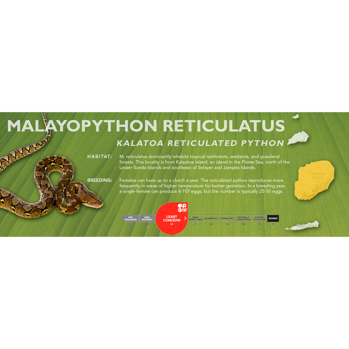 Reticulated Python (Malayopython reticulatus) Classic Vivarium Label