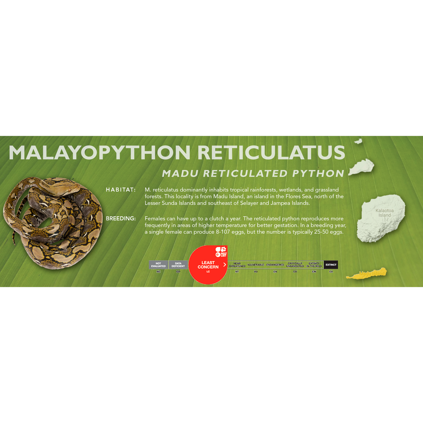 Reticulated Python (Malayopython reticulatus) Classic Vivarium Label