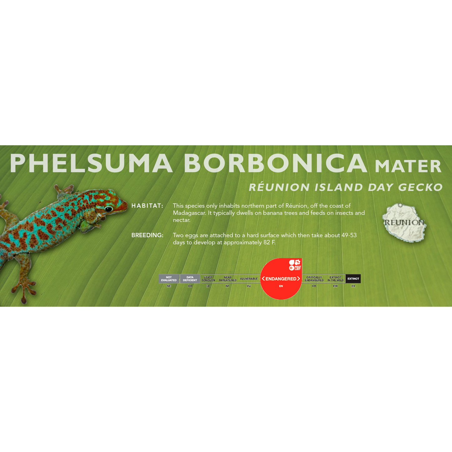 Réunion Island Day Gecko (Phelsuma borbonica mater) Standard Vivarium Label