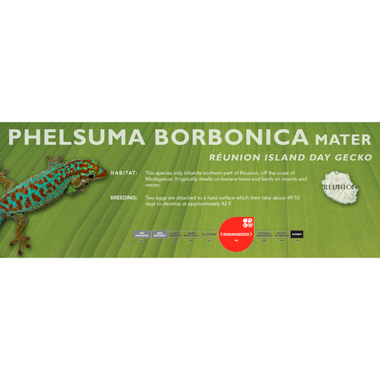 Réunion Island Day Gecko (Phelsuma borbonica mater) Classic Vivarium Label