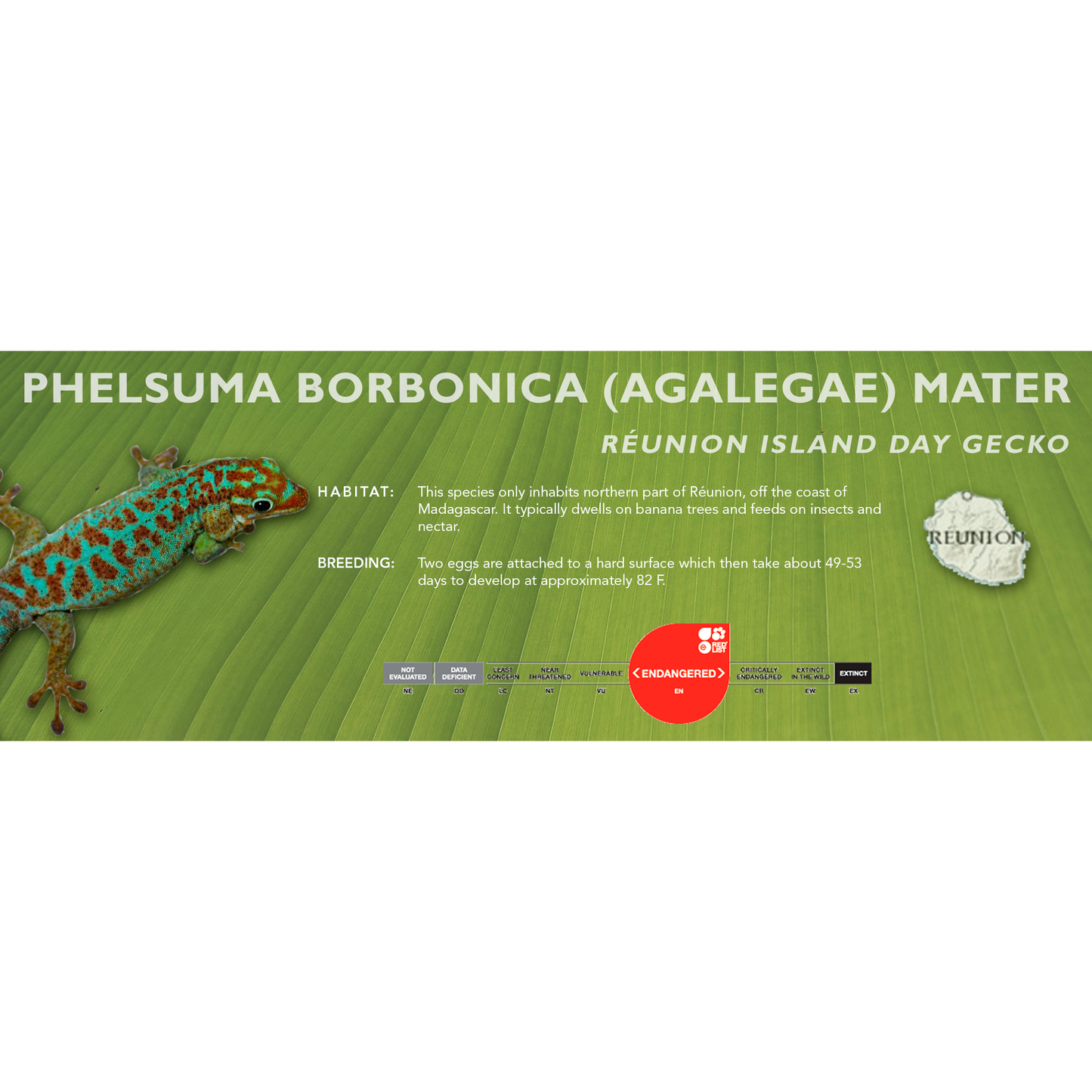 Réunion Island Day Gecko (Phelsuma borbonica mater) Classic Vivarium Label