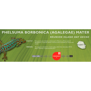 Réunion Island Day Gecko (Phelsuma borbonica mater) Standard Vivarium Label