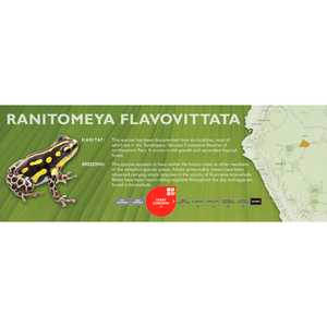 Ranitomeya flavovittata - Standard Vivarium Label