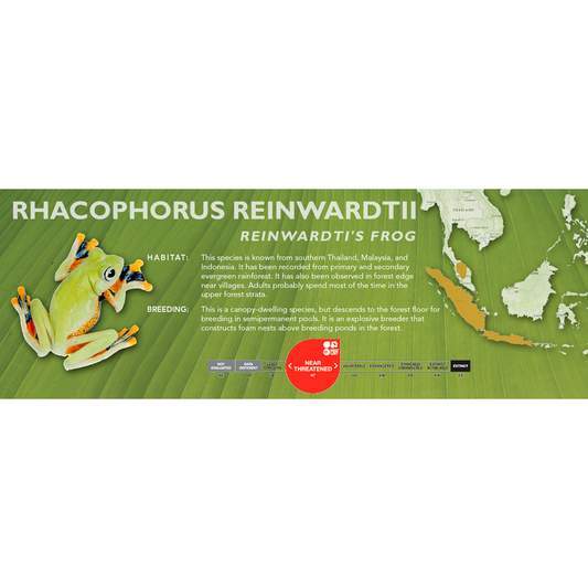 Reinwardti's Frog (Rhacophorus reinwardtii) - Classic Vivarium Label