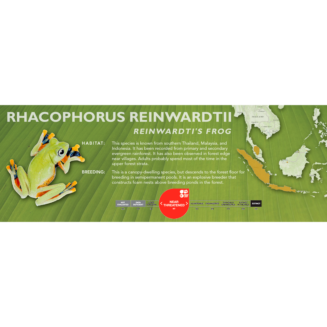 Reinwardti's Frog (Rhacophorus reinwardtii) - Standard Vivarium Label
