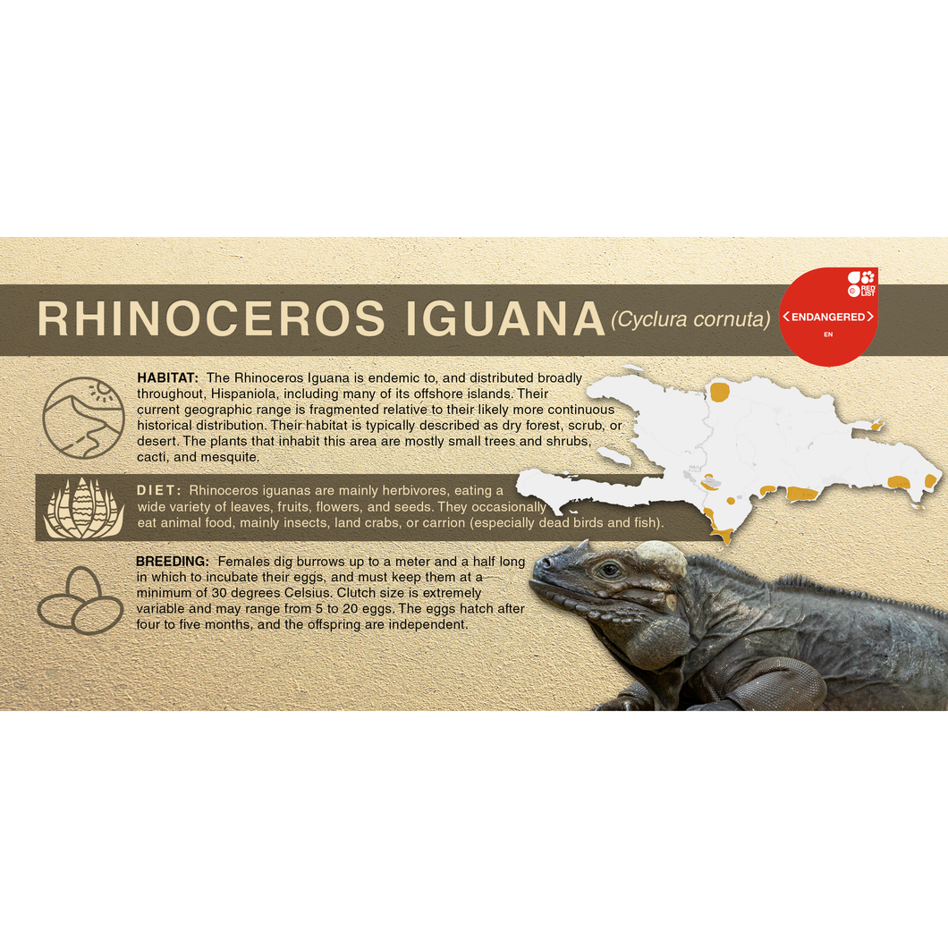 Rhinoceros Iguana (Cyclura cornuta) - Aluminum Sign