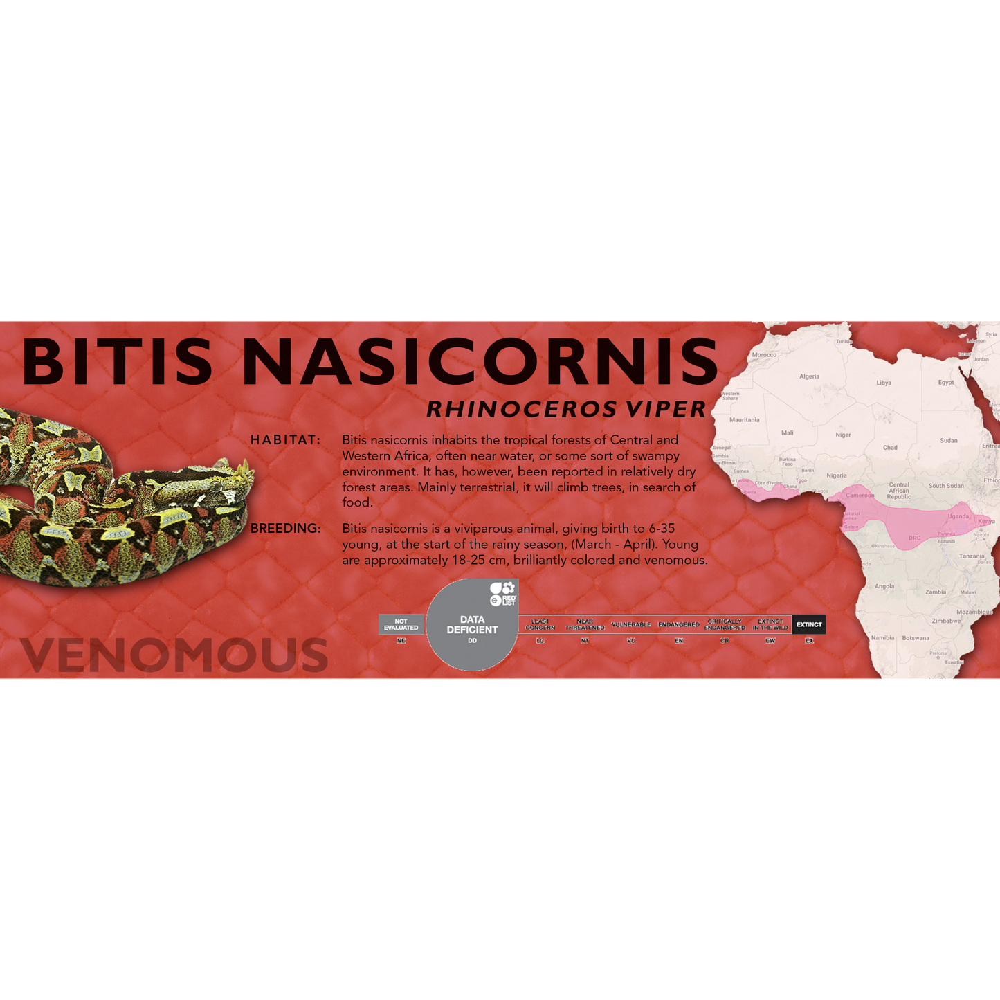 Rhinoceros Viper (Bitis nasicornis) Standard Vivarium Label