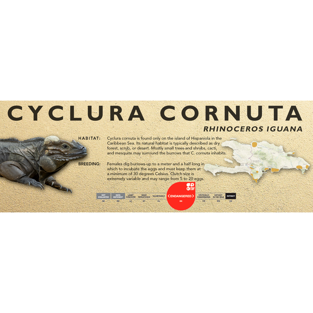 Rhinoceros Iguana (Cyclura cornuta) Standard Vivarium Label