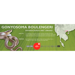 Rhinoceros Rat Snake (Gonyosoma boulengeri) Standard Vivarium Label