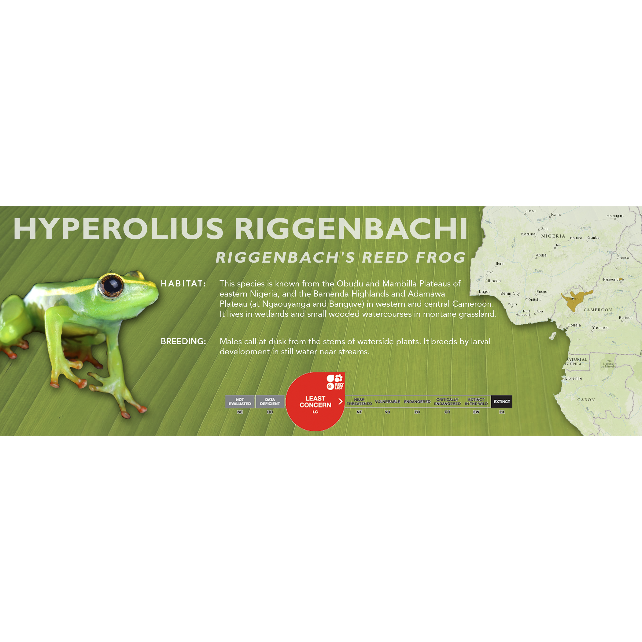 Frog Rieeb Riggenbach's Reed Frog (Hyperolius riggenbachi) - Classic Vivarium Lab ...