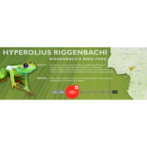 Riggenbach's Reed Frog (Hyperolius riggenbachi) - Standard Vivarium Label