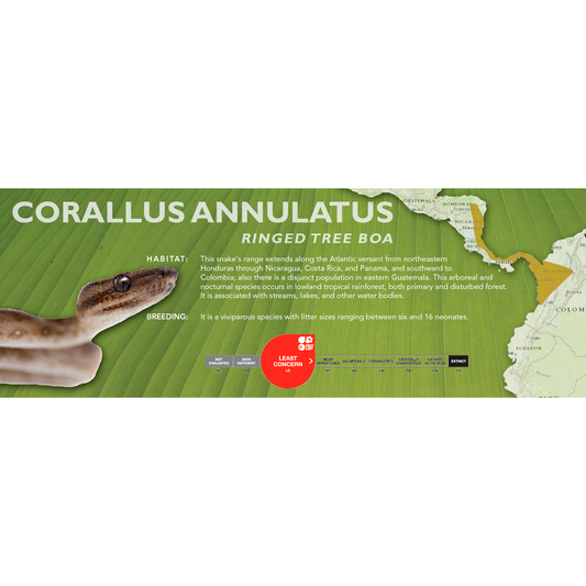 Ringed Tree Boa (Corallus annulatus) Classic Vivarium Label