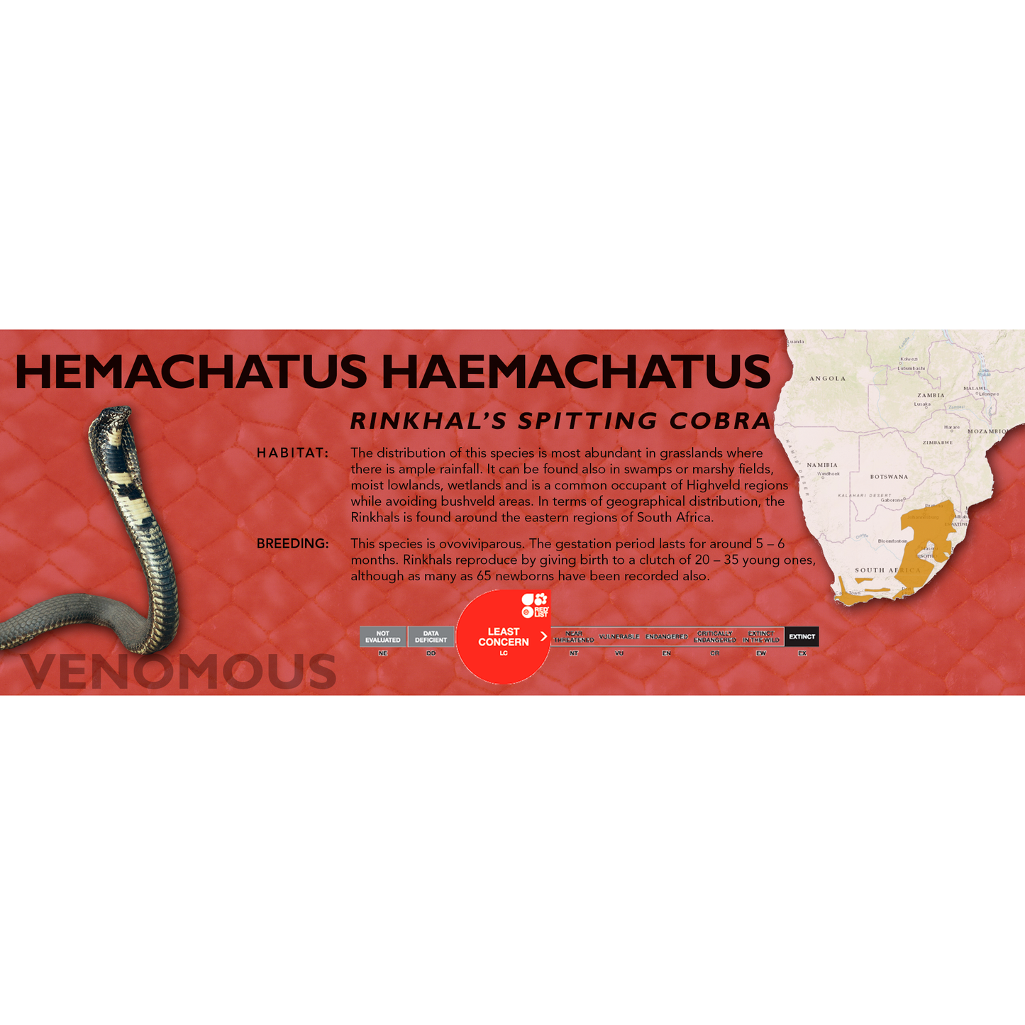 Rinkhal's Spitting Cobra (Hemachatus haemachatus) Classic Vivarium Label