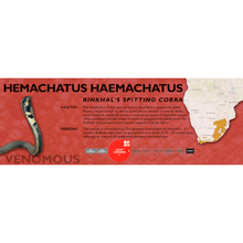 Load image into Gallery viewer, Rinkhal&#39;s Spitting Cobra (Hemachatus haemachatus) Standard Vivarium Label