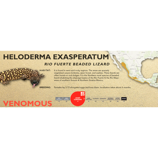 Rio Fuerte Beaded Lizard (Heloderma exasperatum) Classic Vivarium Label