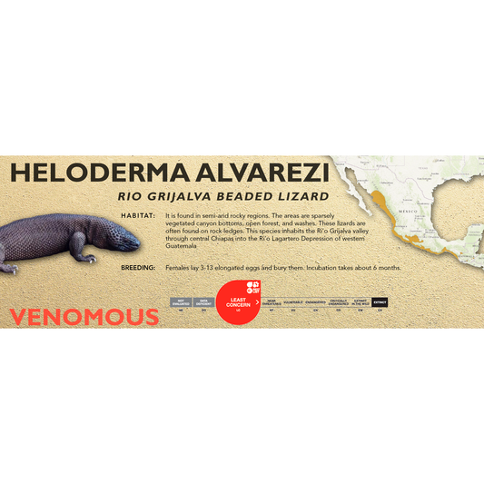 Rio Grijalva Beaded Lizard (Heloderma alvarezi) Classic Vivarium Label