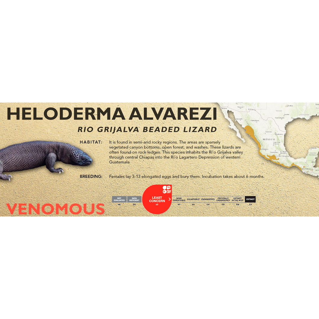 Rio Grijalva Beaded Lizard (Heloderma alvarezi) Standard Vivarium Label