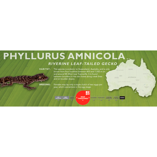 Riverine Leaf-Tailed gecko (Phyllurus amnicola) Classic Vivarium Label