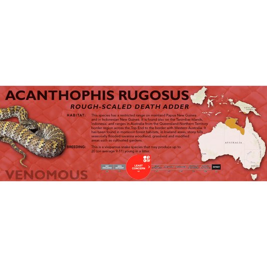 Rough-Scaled Death Adder (Acanthophis rugosus) Classic Vivarium Label