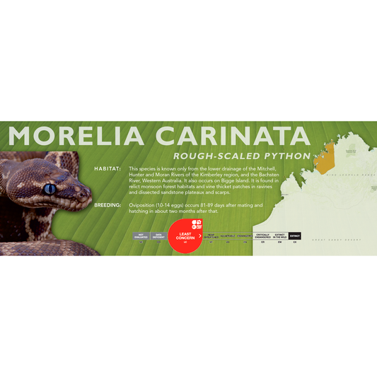 Rough-Scaled Python (Morelia carinata) Classic Vivarium Label