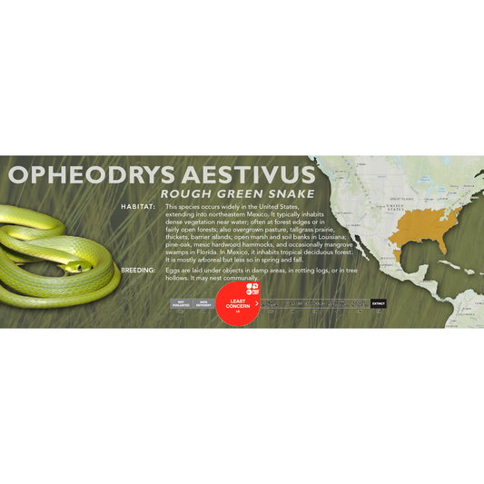 Rough Green Snake (Opheodrys aestivus) Classic Vivarium Label