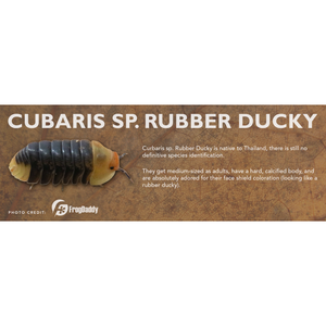 Cubaris sp. Rubber Ducky - Isopod Label