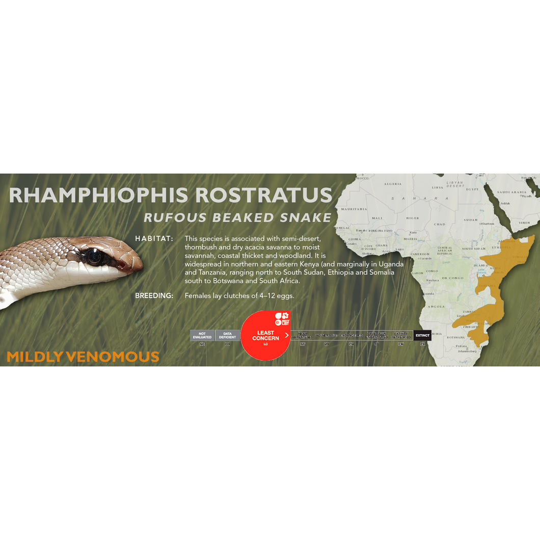 Rufous Beaked Snake (Rhamphiophis rostratus) Standard Vivarium Label