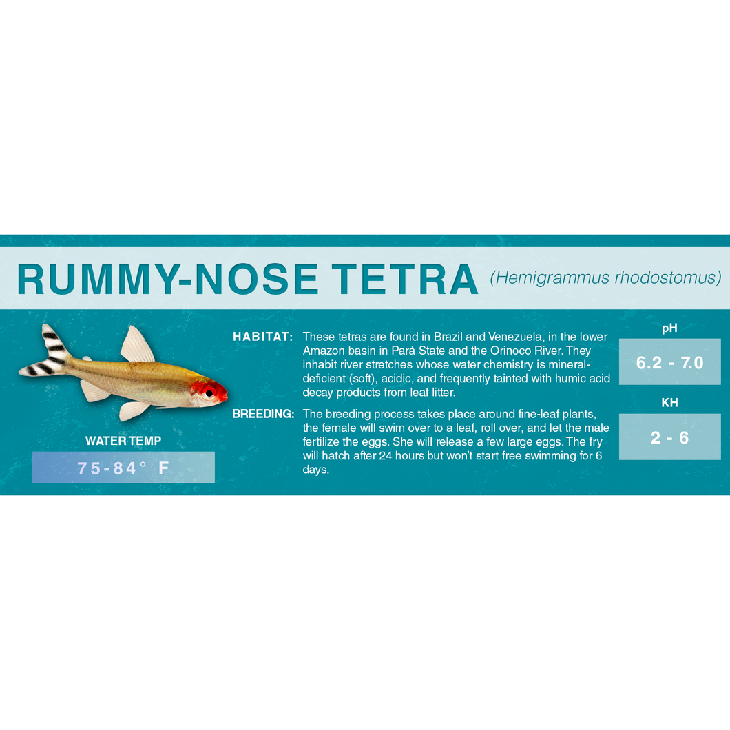 Rummy-Nose Tetra (Hemigrammus rhodostomus) - Standard Aquarium Label