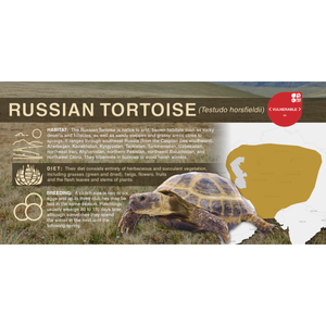 Russian Tortoise (Testudo horsfieldii) - Aluminum Sign