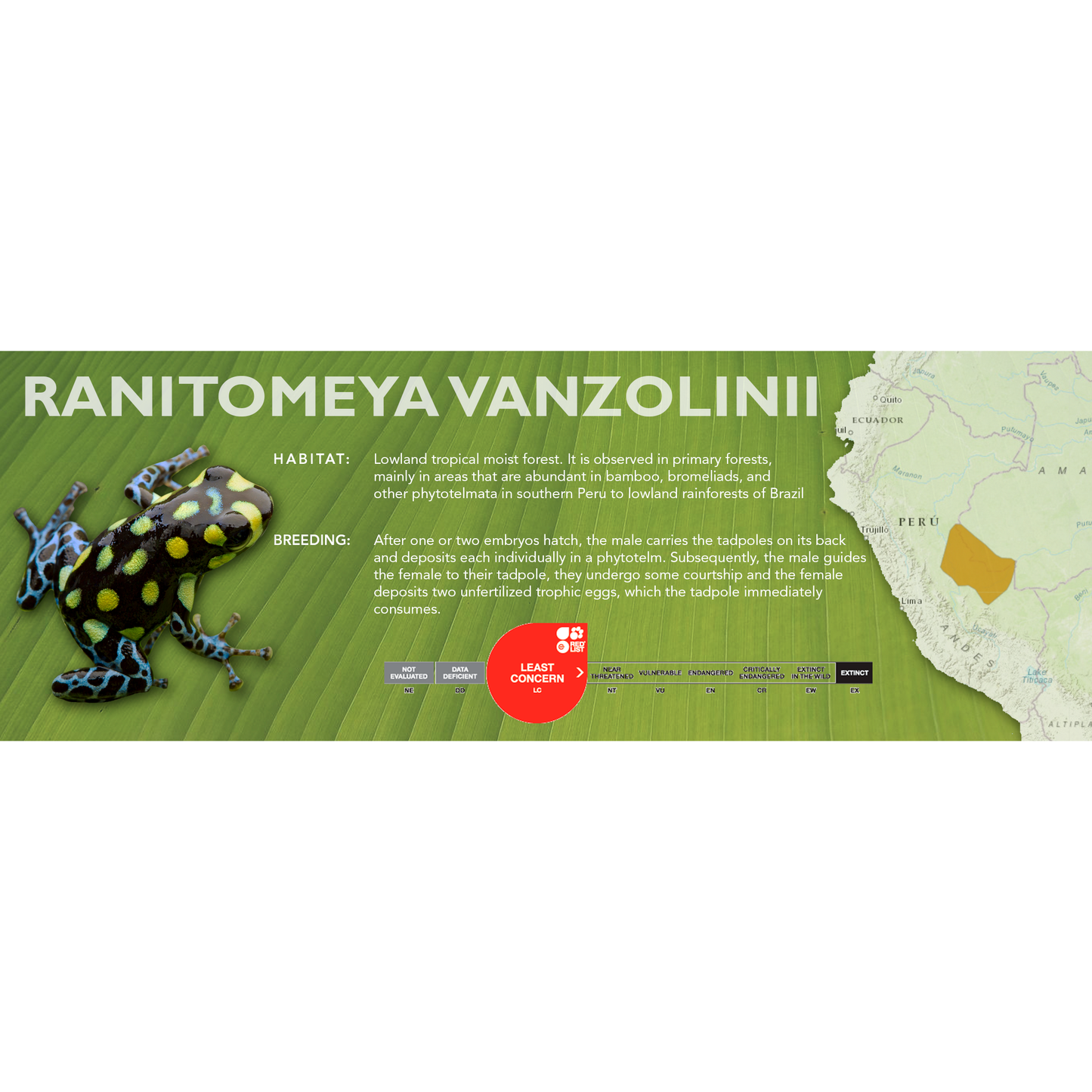 Ranitomeya vanzolinii - Classic Vivarium Label