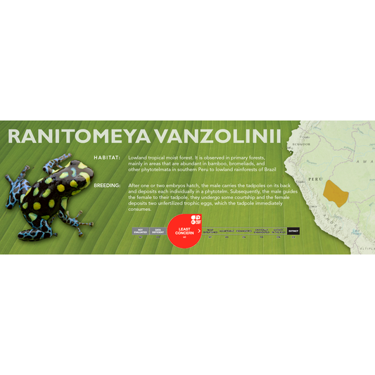 Ranitomeya vanzolinii - Classic Vivarium Label