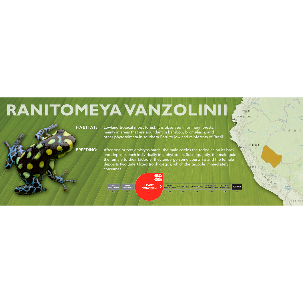 Ranitomeya vanzolinii - Standard Vivarium Label