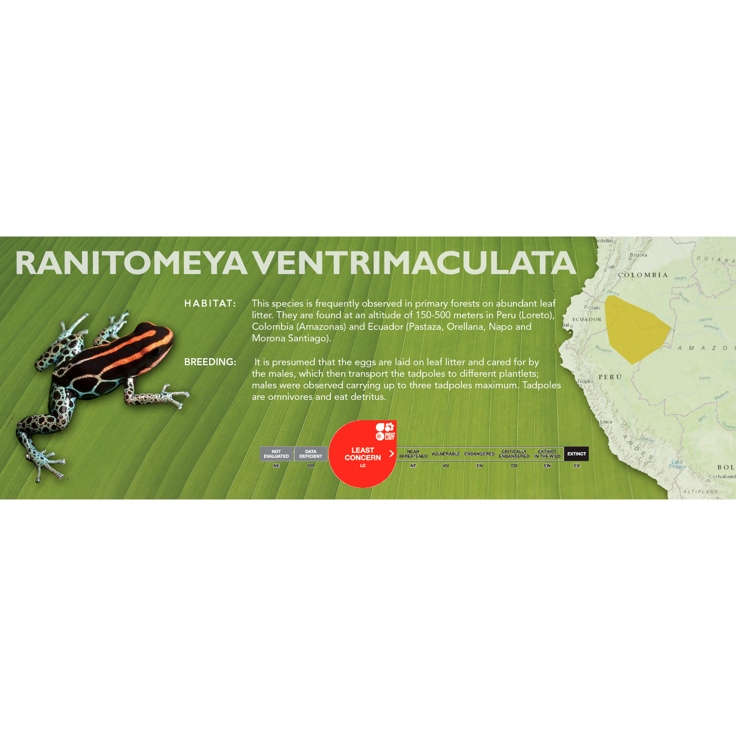 Ranitomeya ventrimaculata - Classic Vivarium Label