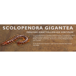 Scolopendra gigantea - Peruvian Giant Yellow-Leg Centipede Label