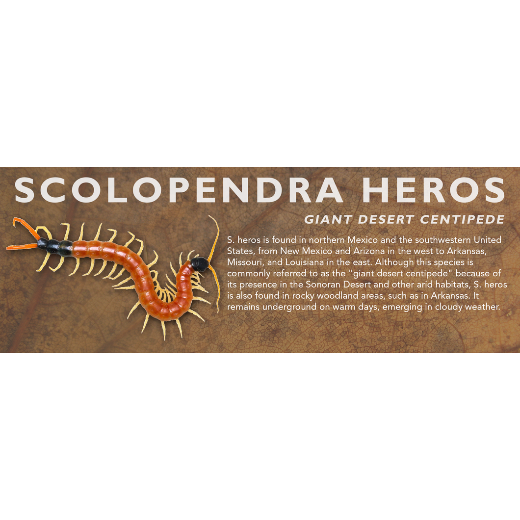 Scolopendra heros - Giant Desert Centipede Label