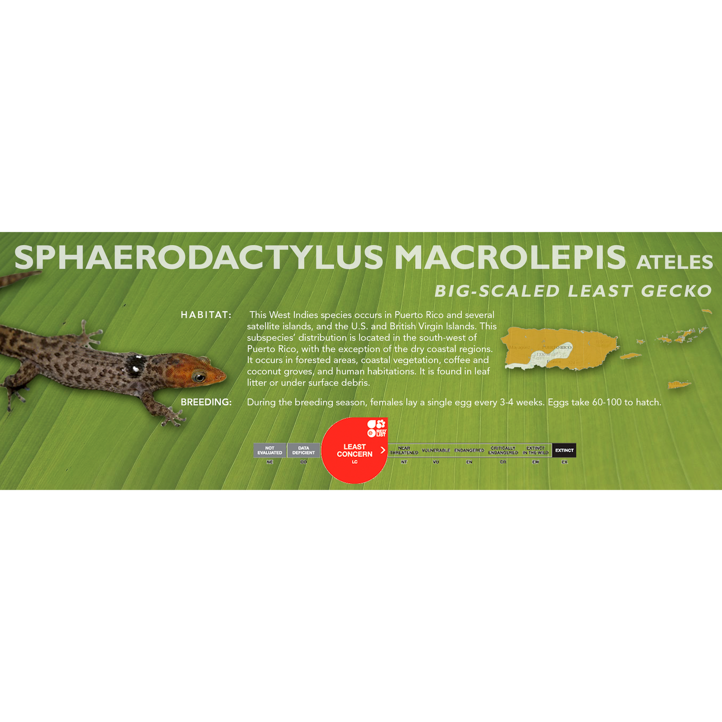 Big-Scaled Least Gecko (Sphaerodactylus macrolepis) Classic Vivarium Label