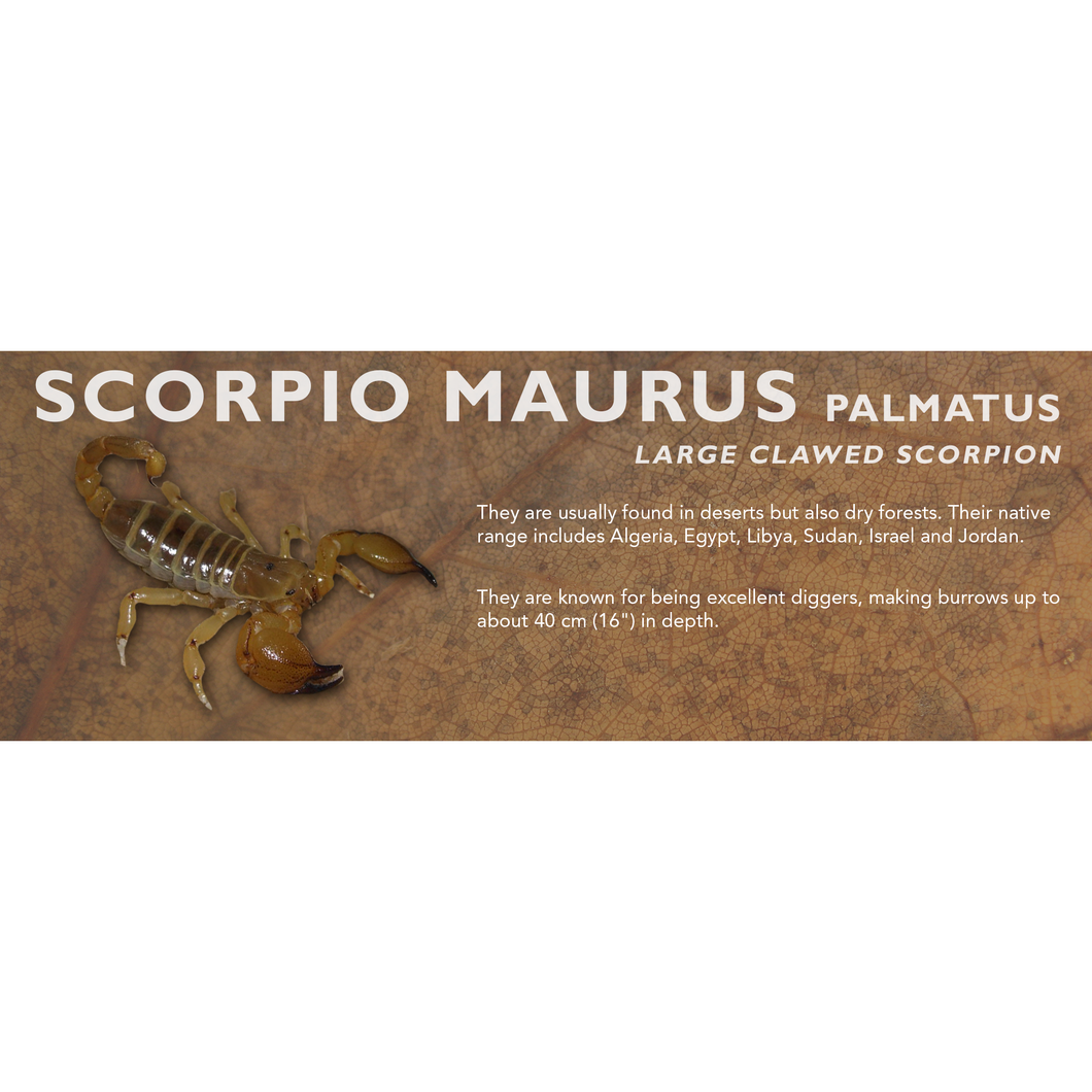 Scorpio maurus palmatus - Large Clawed Scorpion Label