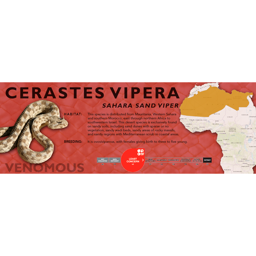 Sahara Sand Viper (Cerastes vipera) Standard Vivarium Label