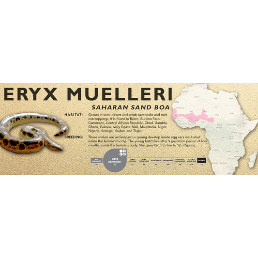 Saharan Sand Boa (Eryx muelleri) Classic Vivarium Label