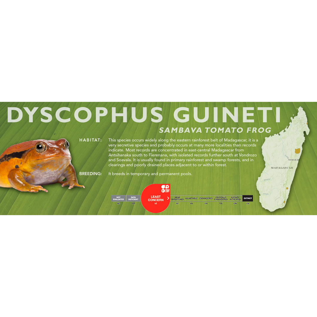 Sambava Tomato Frog (Dyscophus guineti) - Standard Vivarium Label