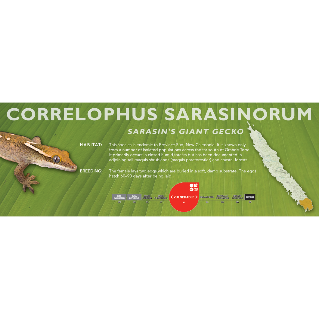 Sarasin's Giant Gecko (Correlophus sarasinorum) Standard Vivarium Label